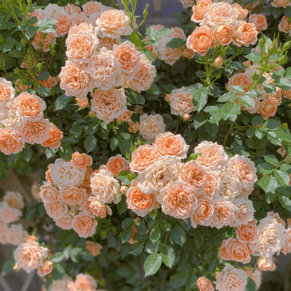 Spring Promotion 49% OFF - 🌱Climbing Rose Seeds