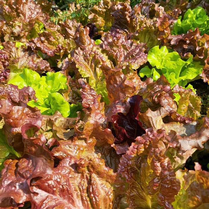 Organic Lettuce Seeds