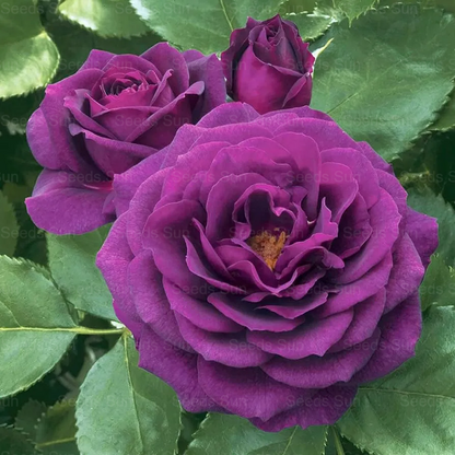 🩷 9 Types Of & Rare Color Climbing Rose Seeds