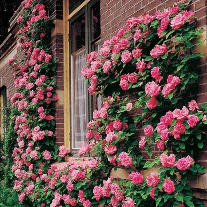 🩷 9 Types Of & Rare Color Climbing Rose Seeds