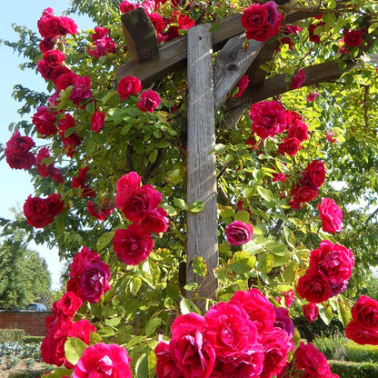 🩷 9 Types Of & Rare Color Climbing Rose Seeds
