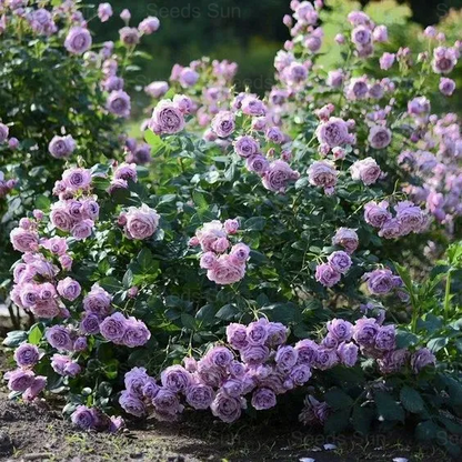 🩷 9 Types Of & Rare Color Climbing Rose Seeds