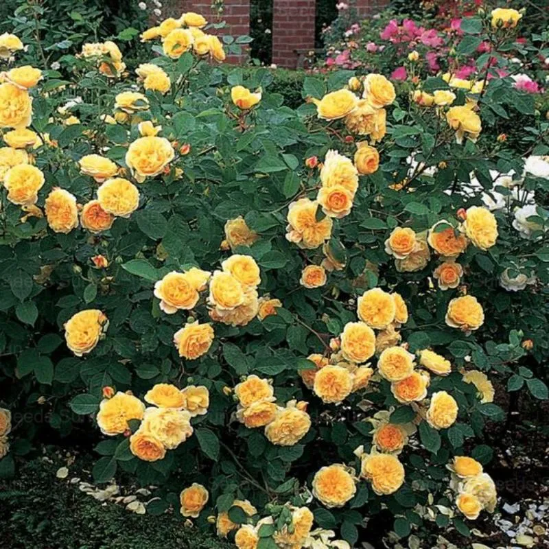 🩷 9 Types Of & Rare Color Climbing Rose Seeds