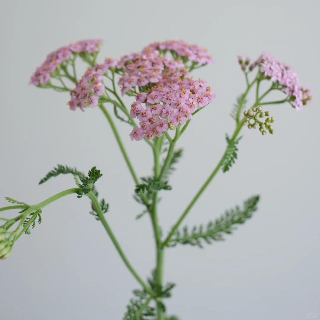 🌼 Yarrow Seeds – Peaceful Blooms to Heal Your Garden & Your Soul 🌿