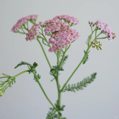 🌼 Yarrow Seeds – Peaceful Blooms to Heal Your Garden & Your Soul 🌿