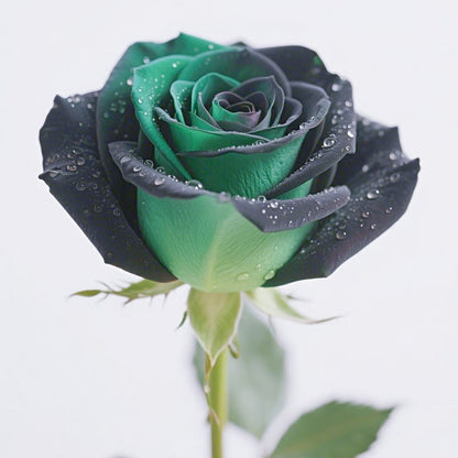 💥Premium Twin Roses Seeds-Save Today!🌹