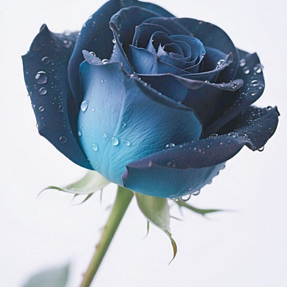 💥Premium Twin Roses Seeds-Save Today!🌹
