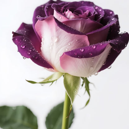💥Premium Twin Roses Seeds-Save Today!🌹