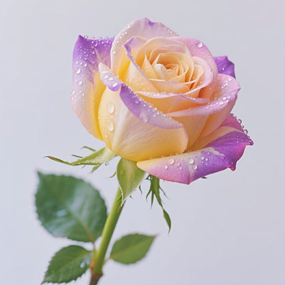 💥Premium Twin Roses Seeds-Save Today!🌹