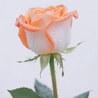 💥Premium Twin Roses Seeds-Save Today!🌹