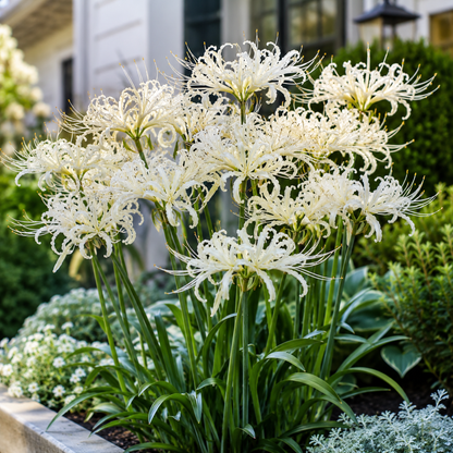 Rare Firework Spider Lily Bulbs
