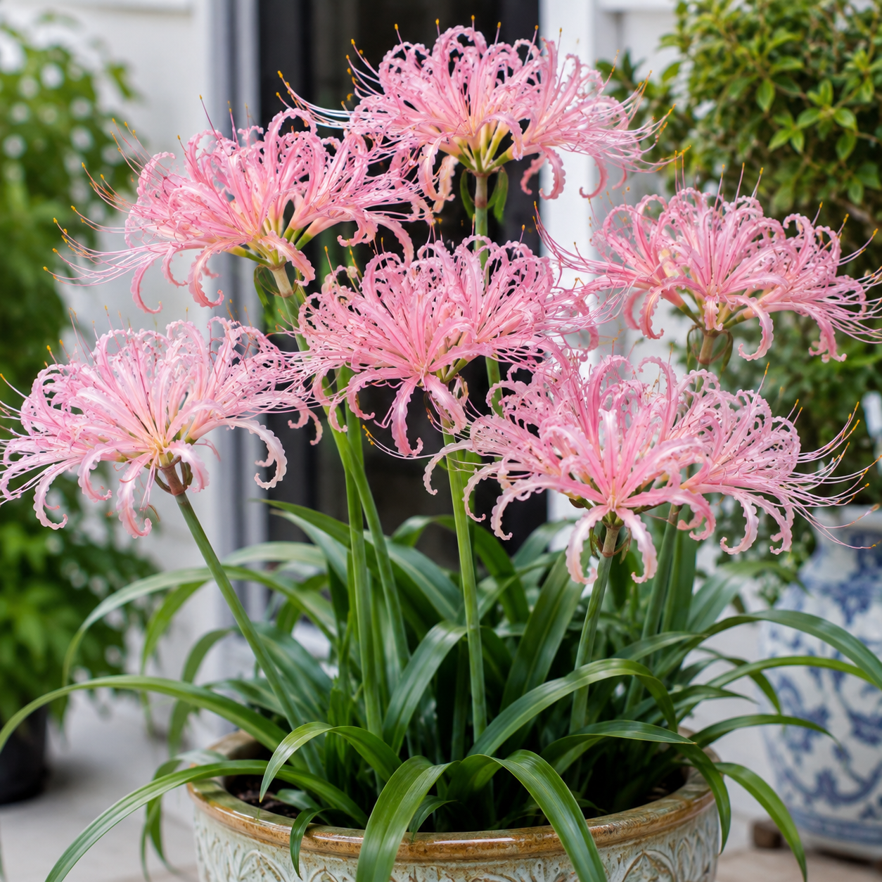 Rare Firework Spider Lily Bulbs