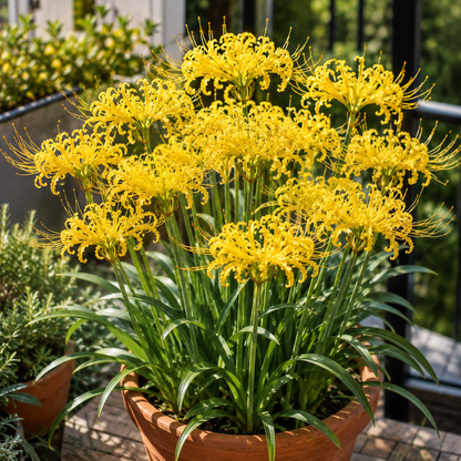 Rare Firework Spider Lily Bulbs