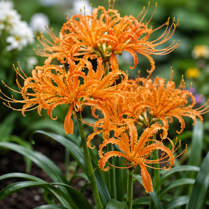 Rare Firework Spider Lily Bulbs