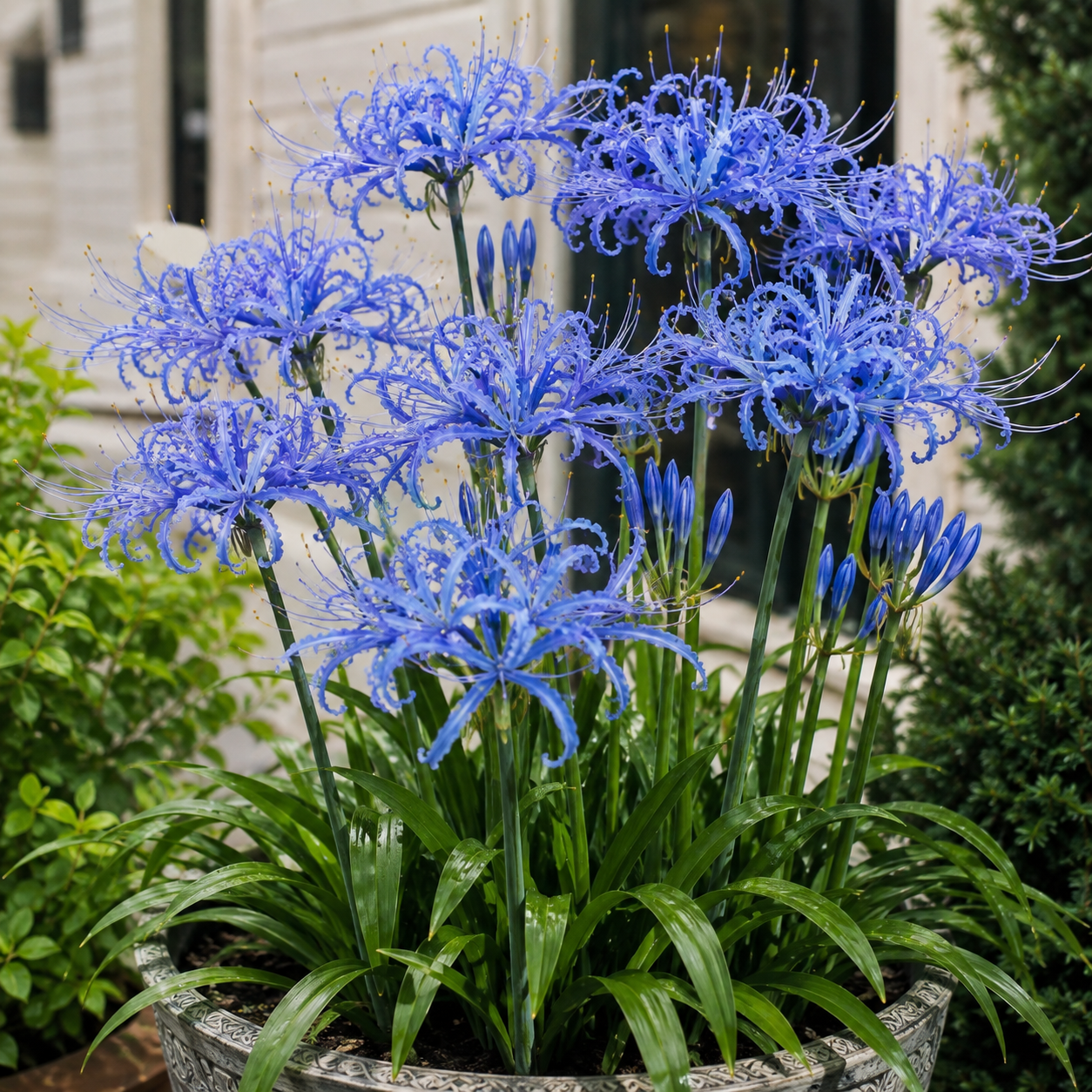 Rare Firework Spider Lily Bulbs