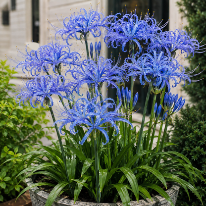 Rare Firework Spider Lily Bulbs