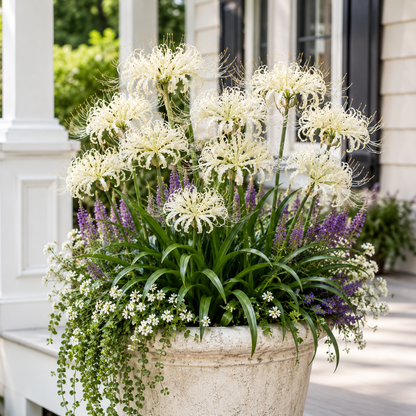 Rare Firework Spider Lily Bulbs