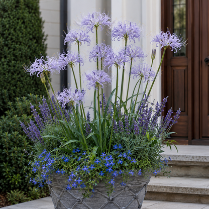 Rare Firework Spider Lily Bulbs