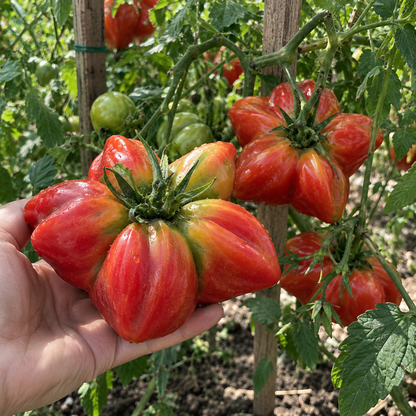 ⭐ Rare Giant Starburst Tomato Seeds – Unique Five-Point Shaped Tomatoes