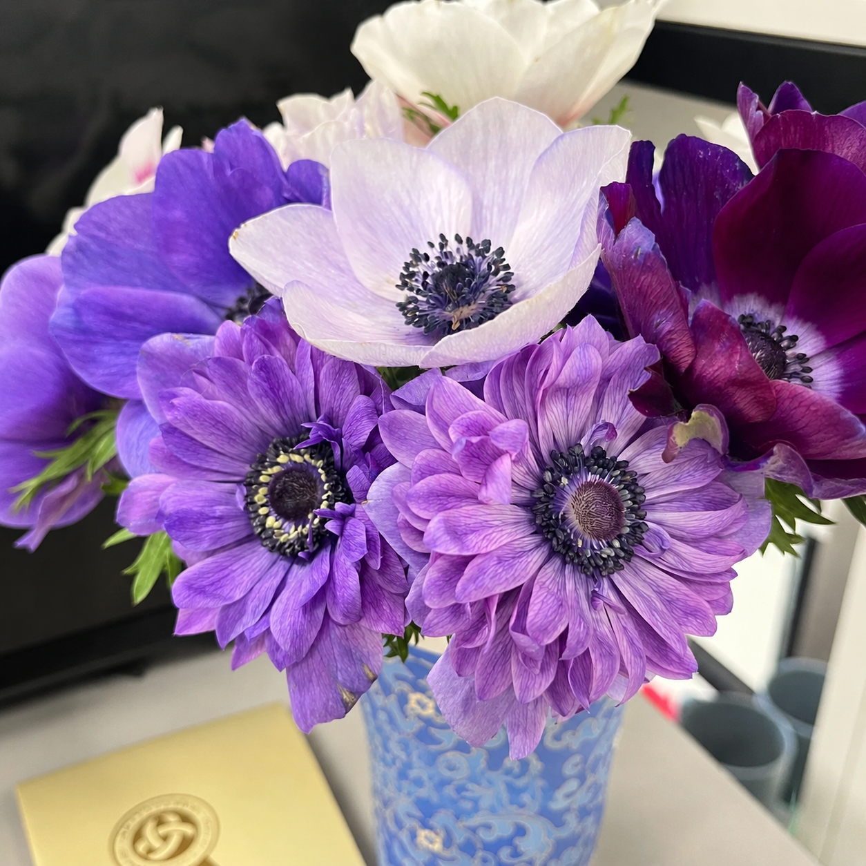 🌸 Double Anemone Bulbs-Large Layered Flowers • Vibrant Colors