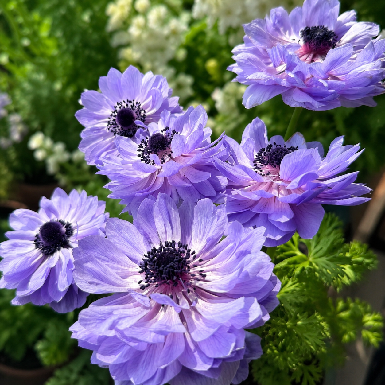 🌸 Double Anemone Bulbs-Large Layered Flowers • Vibrant Colors