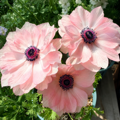 🌸 Double Anemone Bulbs-Large Layered Flowers • Vibrant Colors