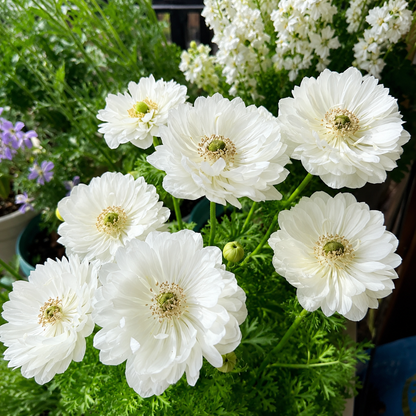 🌸 Double Anemone Bulbs-Large Layered Flowers • Vibrant Colors