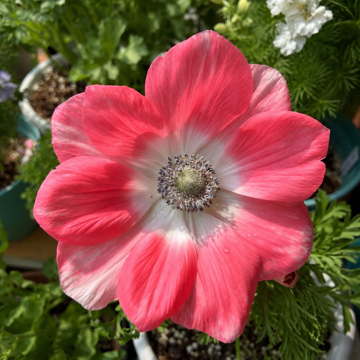 🌸 Double Anemone Bulbs-Large Layered Flowers • Vibrant Colors
