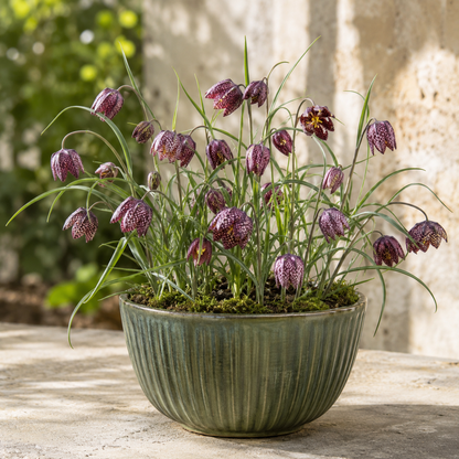 Fritillaria Bulbs – Rare Crown Imperial Flowers
