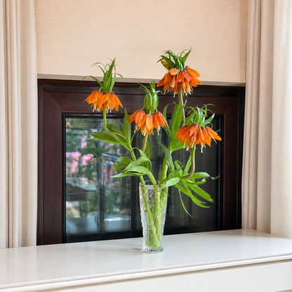Fritillaria Bulbs – Rare Crown Imperial Flowers