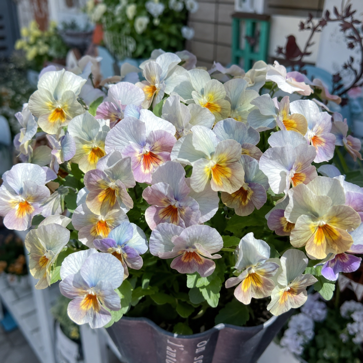 Double Ruffled Pansy Seeds-Rich Ruffled Texture