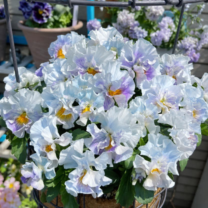 Double Ruffled Pansy Seeds-Rich Ruffled Texture