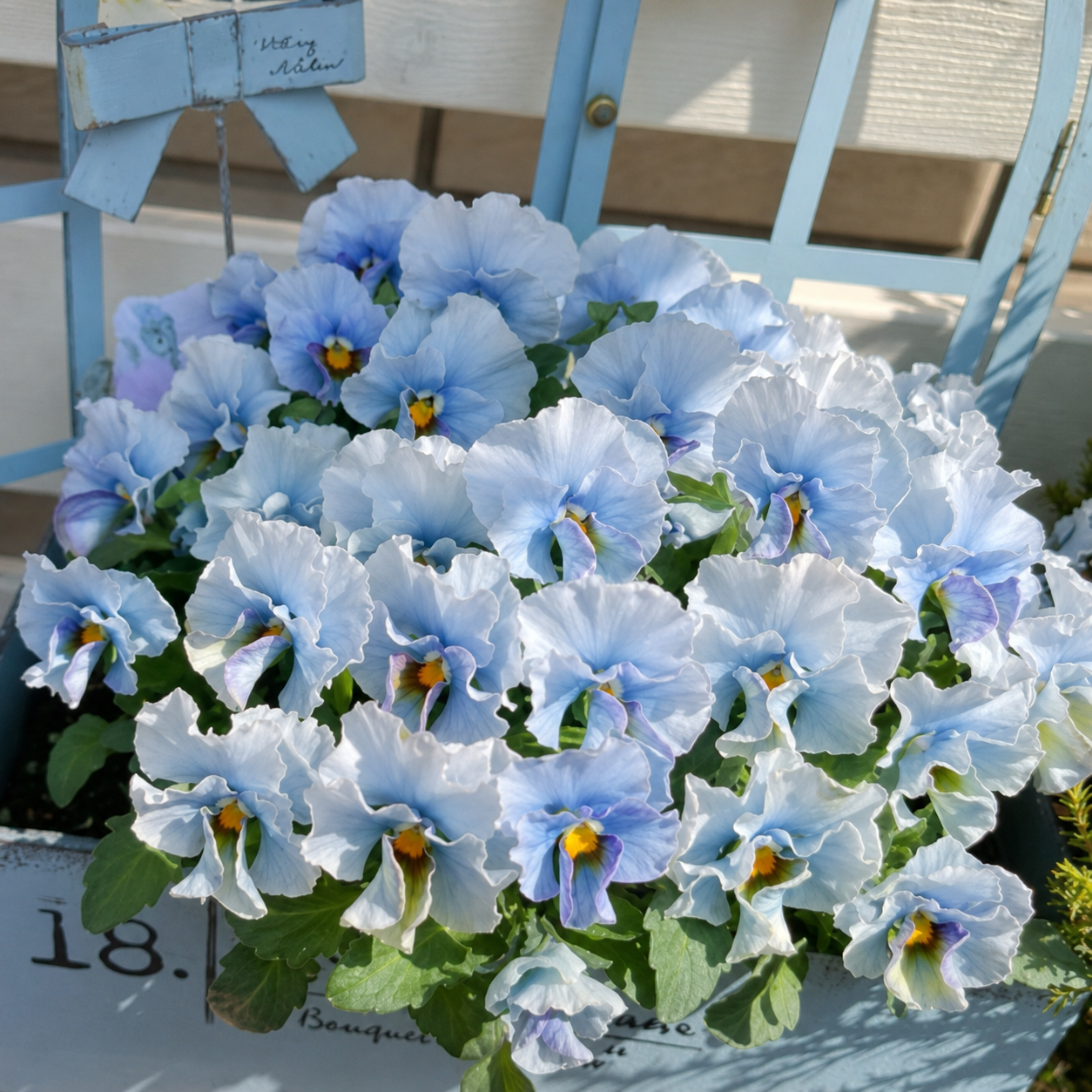 Double Ruffled Pansy Seeds-Rich Ruffled Texture
