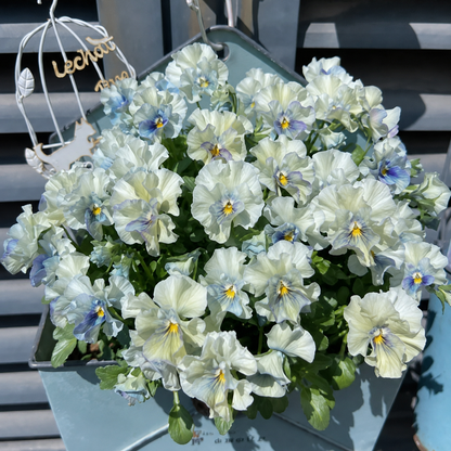 Double Ruffled Pansy Seeds-Rich Ruffled Texture