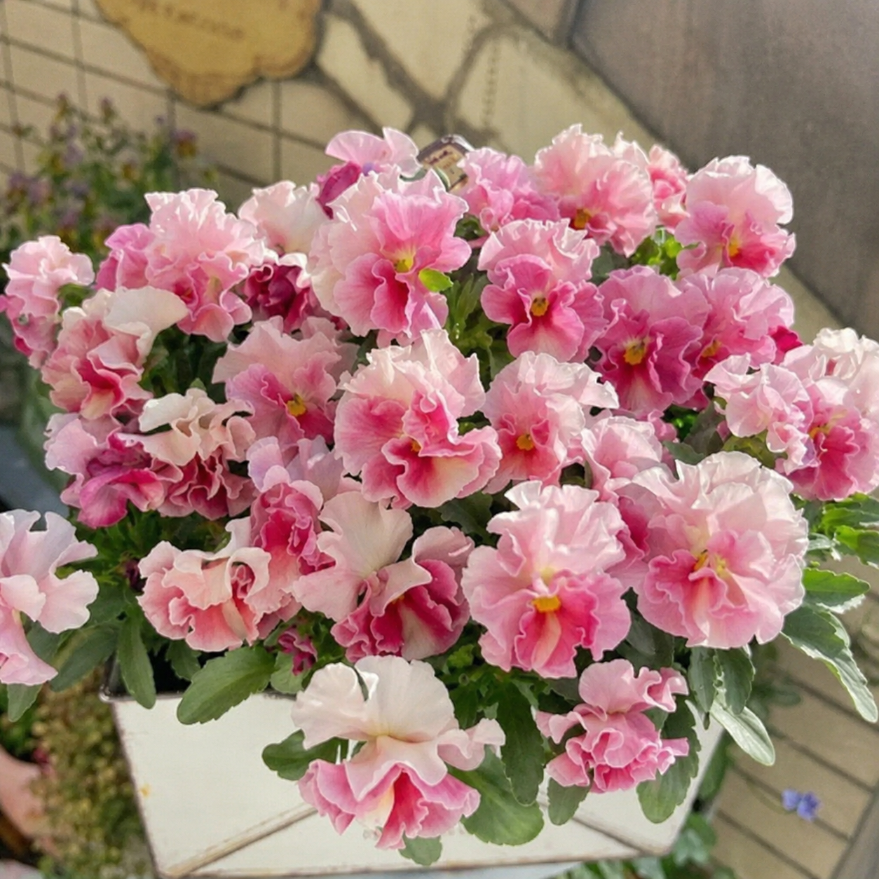 Double Ruffled Pansy Seeds-Rich Ruffled Texture