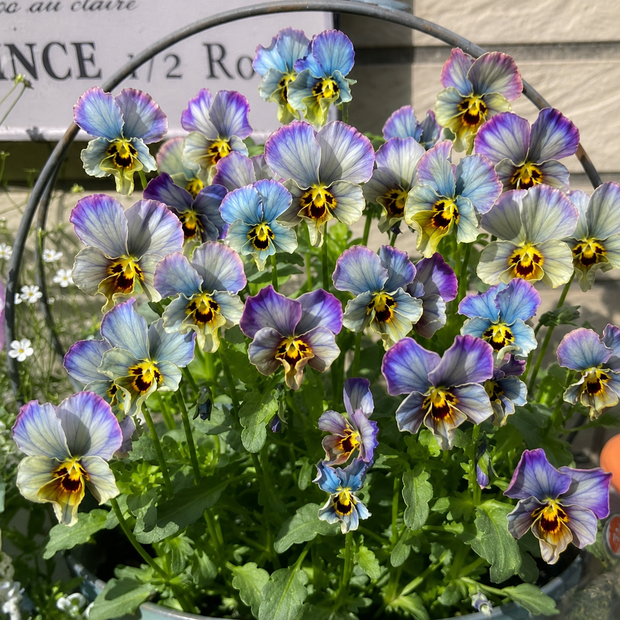 Double Ruffled Pansy Seeds-Rich Ruffled Texture