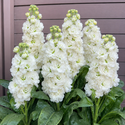 🌸 Tall Double Stock Seeds-Winter Fragrance & Layered Blooms