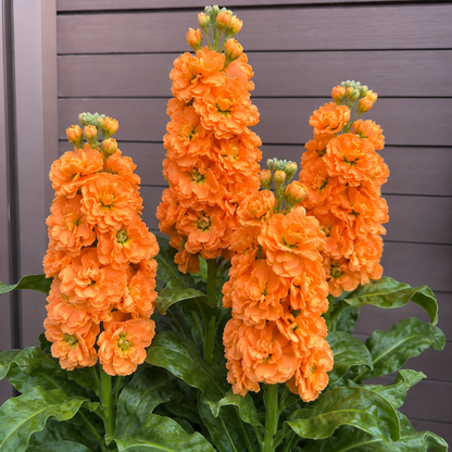 🌸 Tall Double Stock Seeds-Winter Fragrance & Layered Blooms