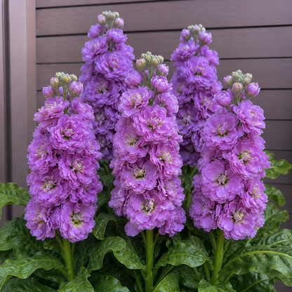 🌸 Tall Double Stock Seeds-Winter Fragrance & Layered Blooms