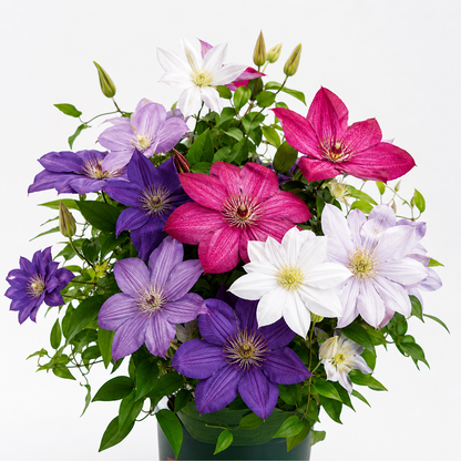 Clematis Seeds-The Queen of Climbing Vines