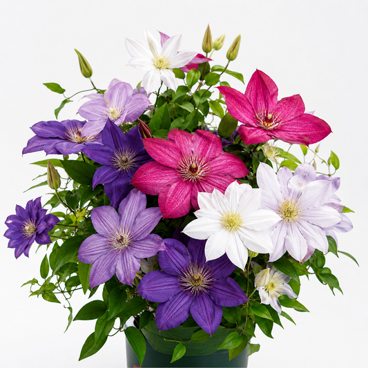 Clematis Seeds-The Queen of Climbing Vines