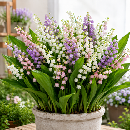 Lily of the Valley Bulbs