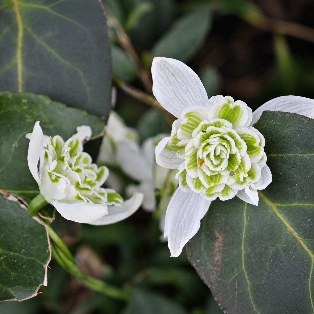 Double Snowdrop Bulbs-Small Flowers, Big Garden Impact✨