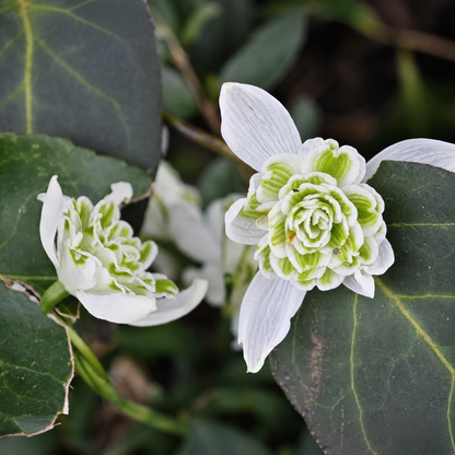 Double Snowdrop Bulbs-Small Flowers, Big Garden Impact✨