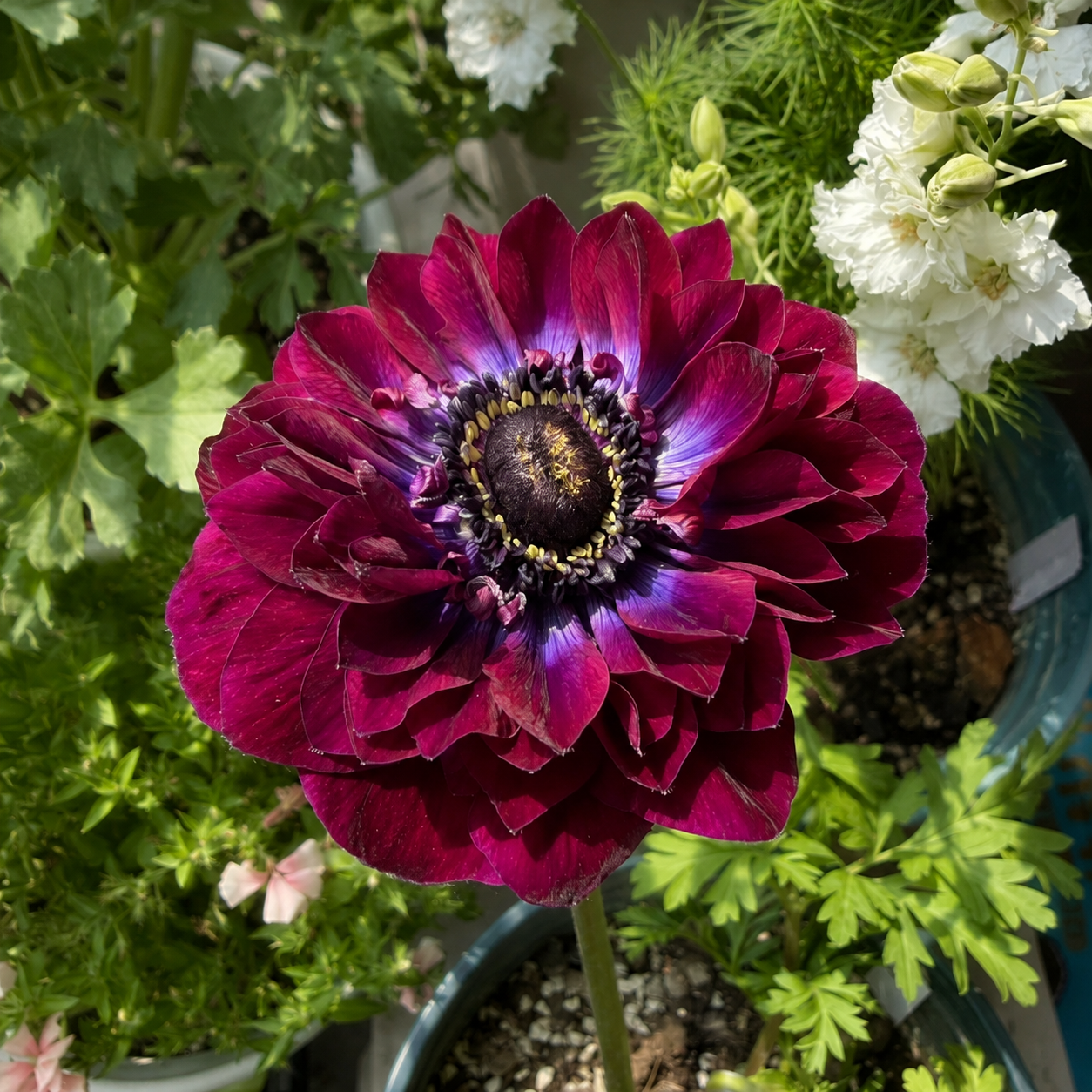 🌸 Double Anemone Bulbs-Large Layered Flowers • Vibrant Colors