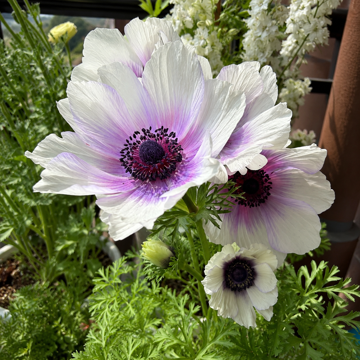 🌸 Double Anemone Bulbs-Large Layered Flowers • Vibrant Colors