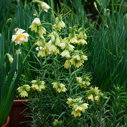Fritillaria Bulbs – Rare Crown Imperial Flowers