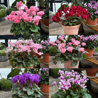 🌸 Fragrant Cyclamen Bulbs-Sweet Scent, Simple Care