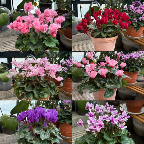 🌸 Fragrant Cyclamen Bulbs-Sweet Scent, Simple Care