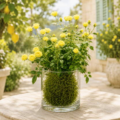 🌹Ultra-Mini Rose Hydroponic Moss Ball-Live Mini Rose Plant
